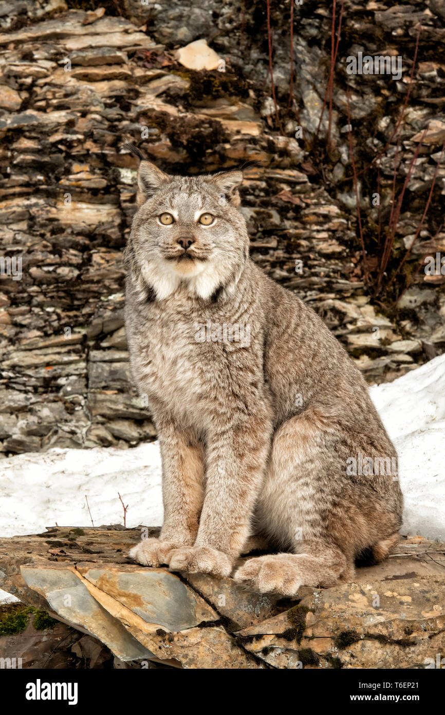América del Norte; Estados Unidos; Montana; fauna silvestre; Mamíferos; Depredadores; felinos, gatos salvajes; Canadá; Lynx Lynx canadensis: Foto de stock