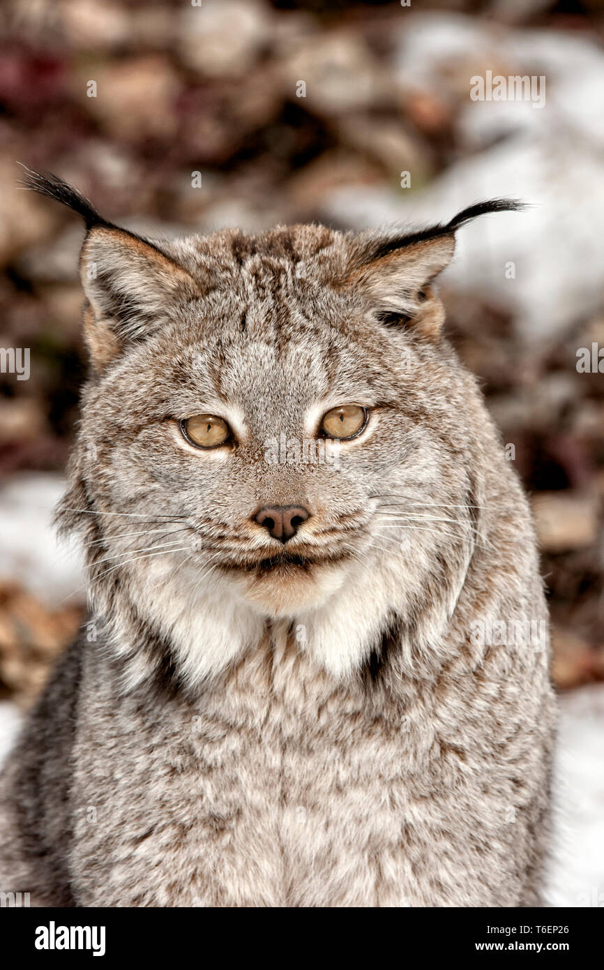 América del Norte; Estados Unidos; Montana; fauna silvestre; Mamíferos; Depredadores; felinos, gatos salvajes; Canadá; Lynx Lynx canadensis: Foto de stock