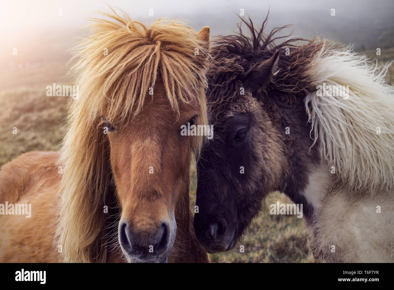 Dos caballos de las Islas Faroe Foto de stock