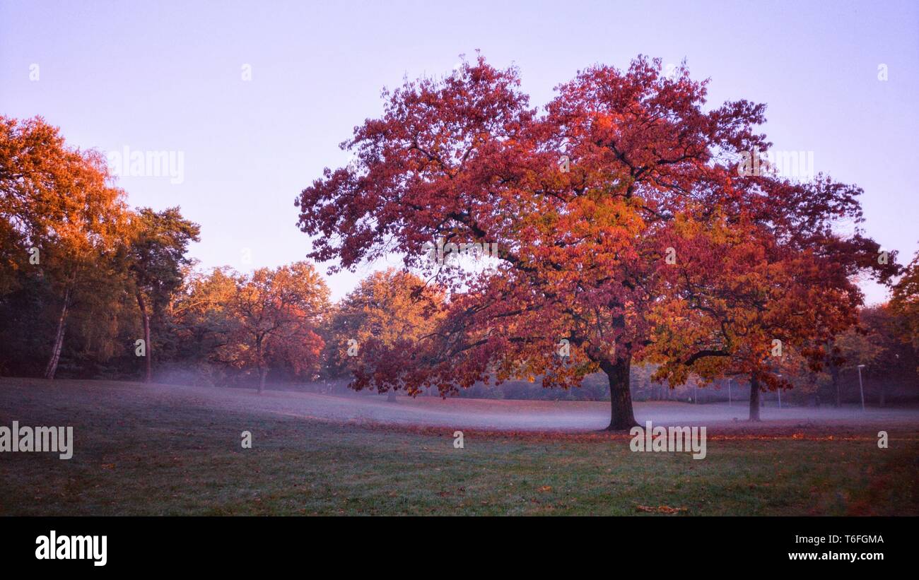 Árbol de otoño en el parque Foto de stock