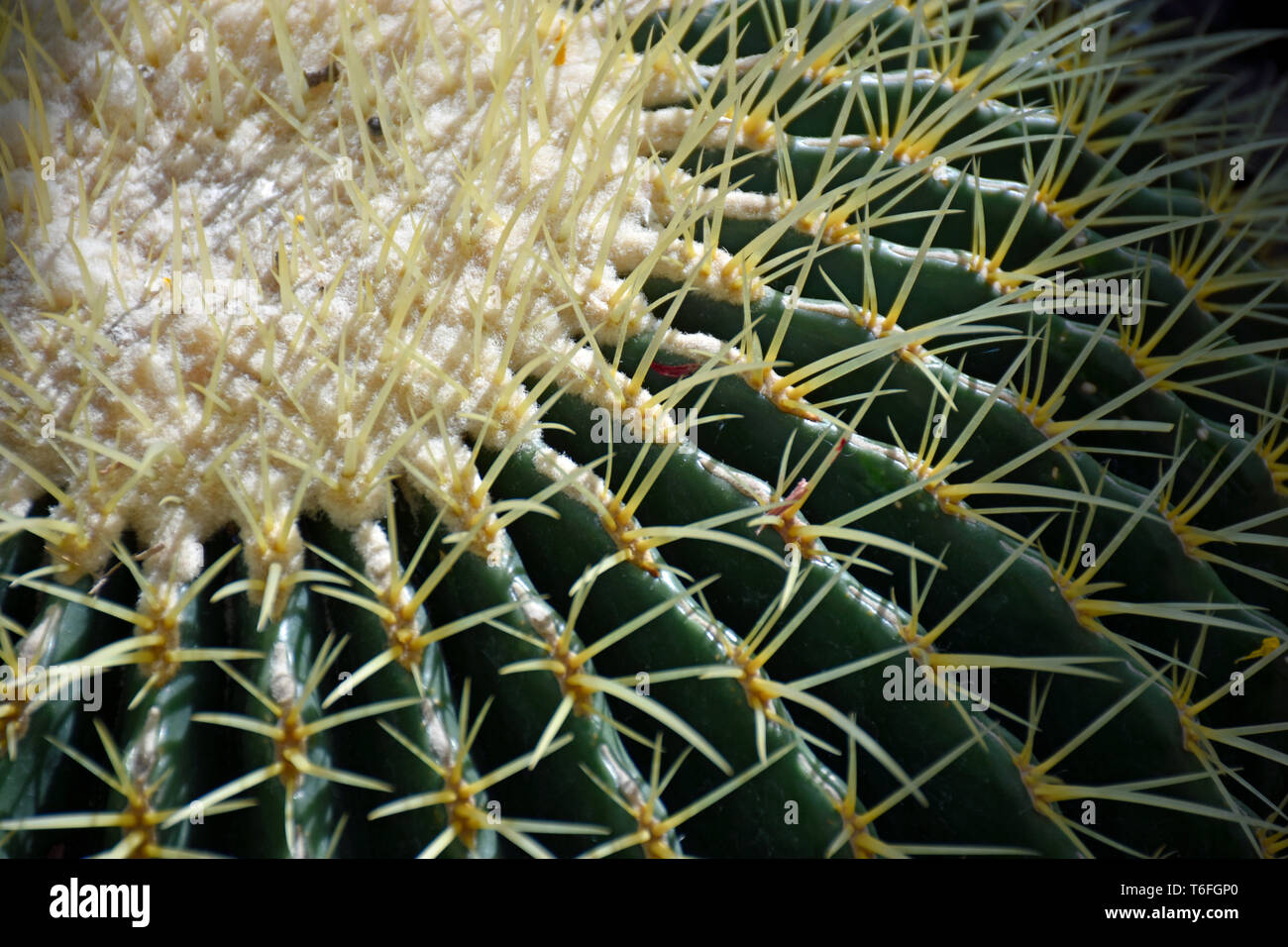 Cactus barril dorado Foto de stock