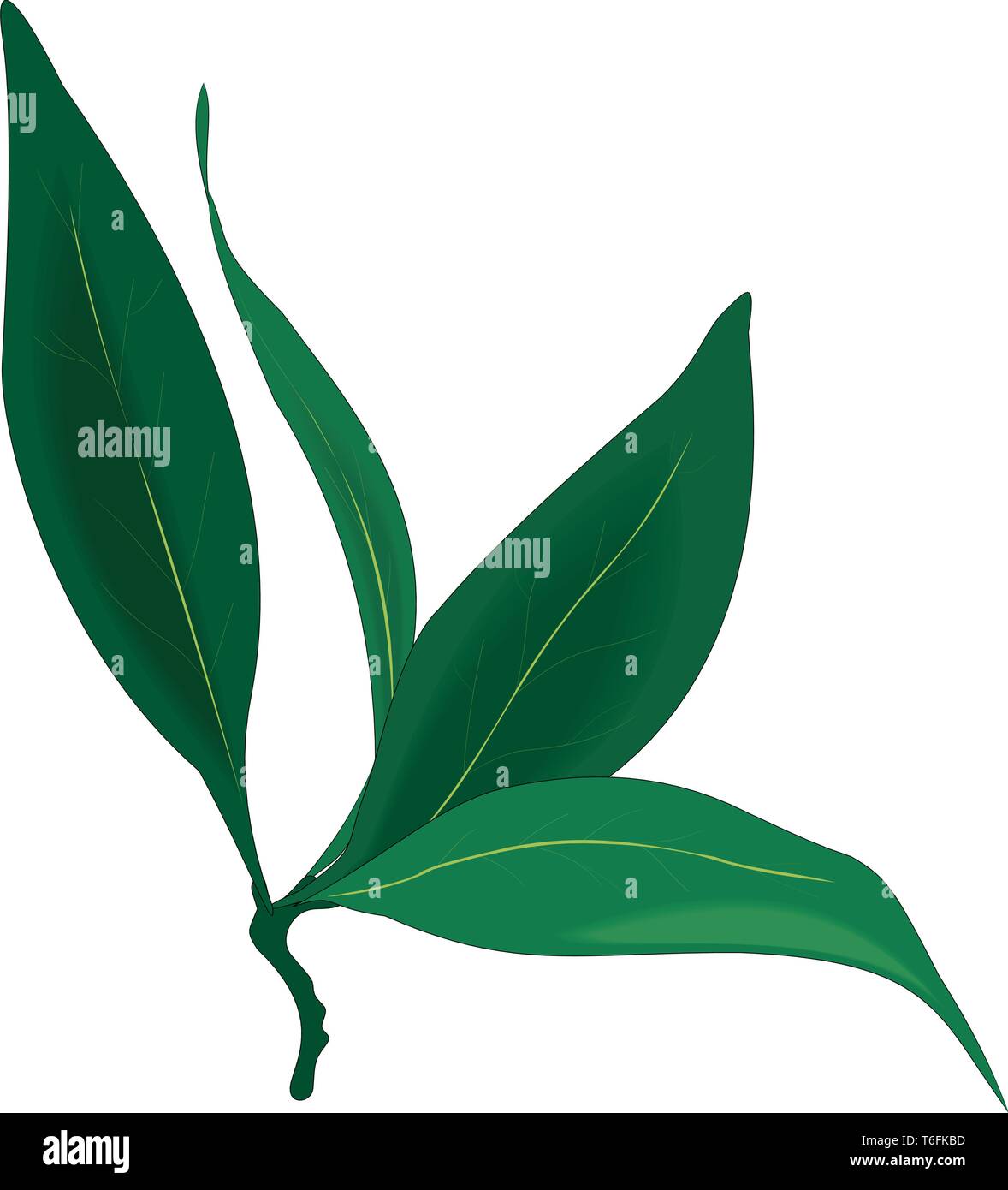 Hojas de laurel ilustración vectorial Imagen Vector de stock Alamy