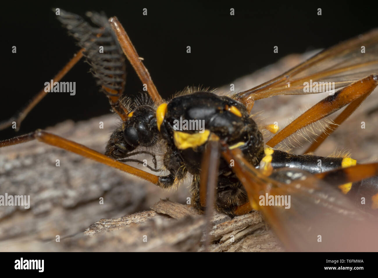 Cranefly mímica, la avispa macho (lat. Ctenophora flaveolata) Foto de stock