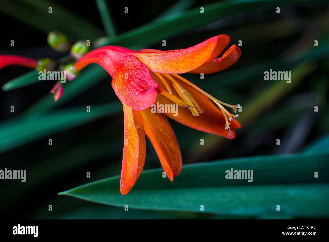 Montbretia flower bloom closeup en Colombia Foto de stock
