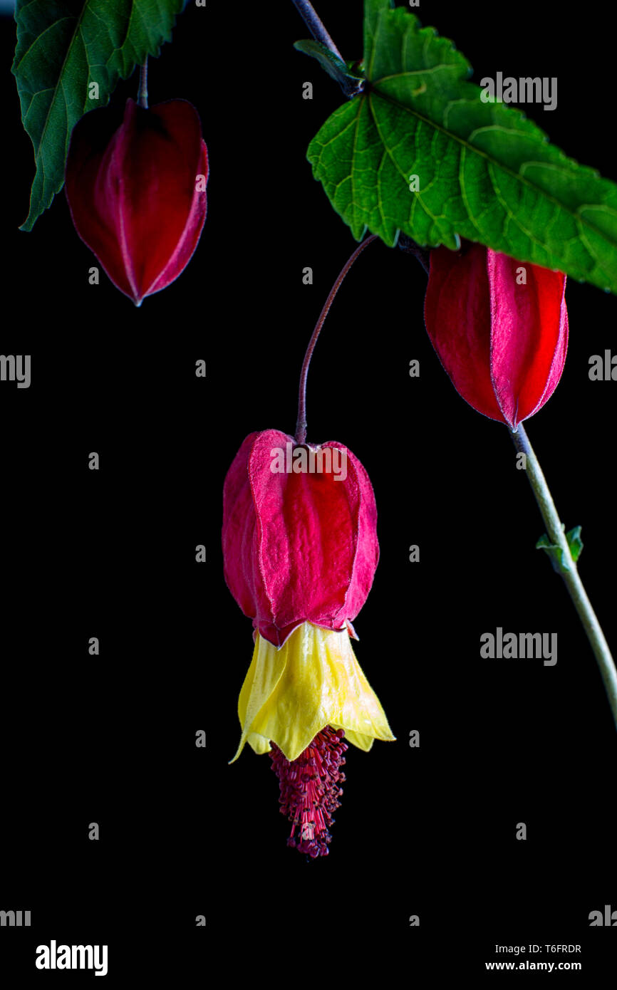 Abutilon macro flor sobre fondo negro Foto de stock