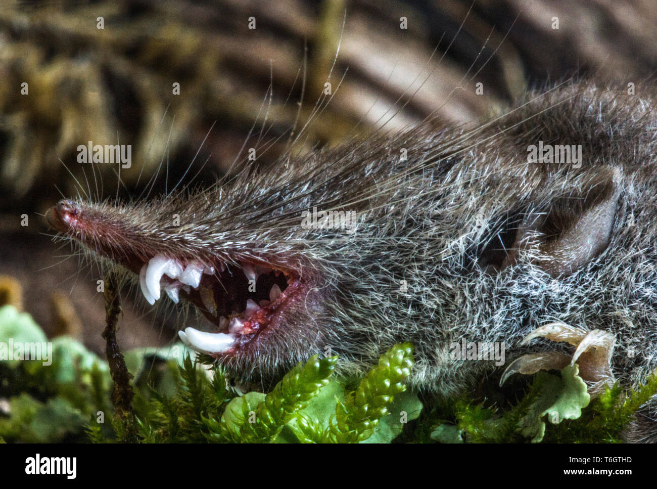 Dientes blancos mayor musaraña (Crocidura russula).encontrados muertos en mi jardín en el suroeste de Francia.fotografió a mostrar dientes blancos.. Foto de stock