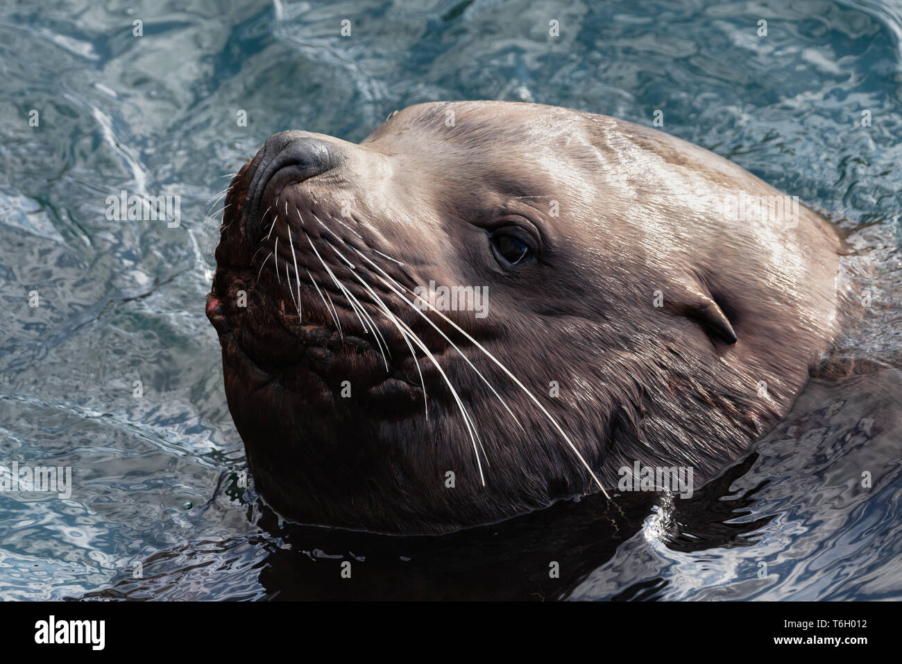 Retrato de animales mamíferos salvajes de Mar del Norte de lobo de mar nadando en las olas de frío Océano Pacífico Foto de stock