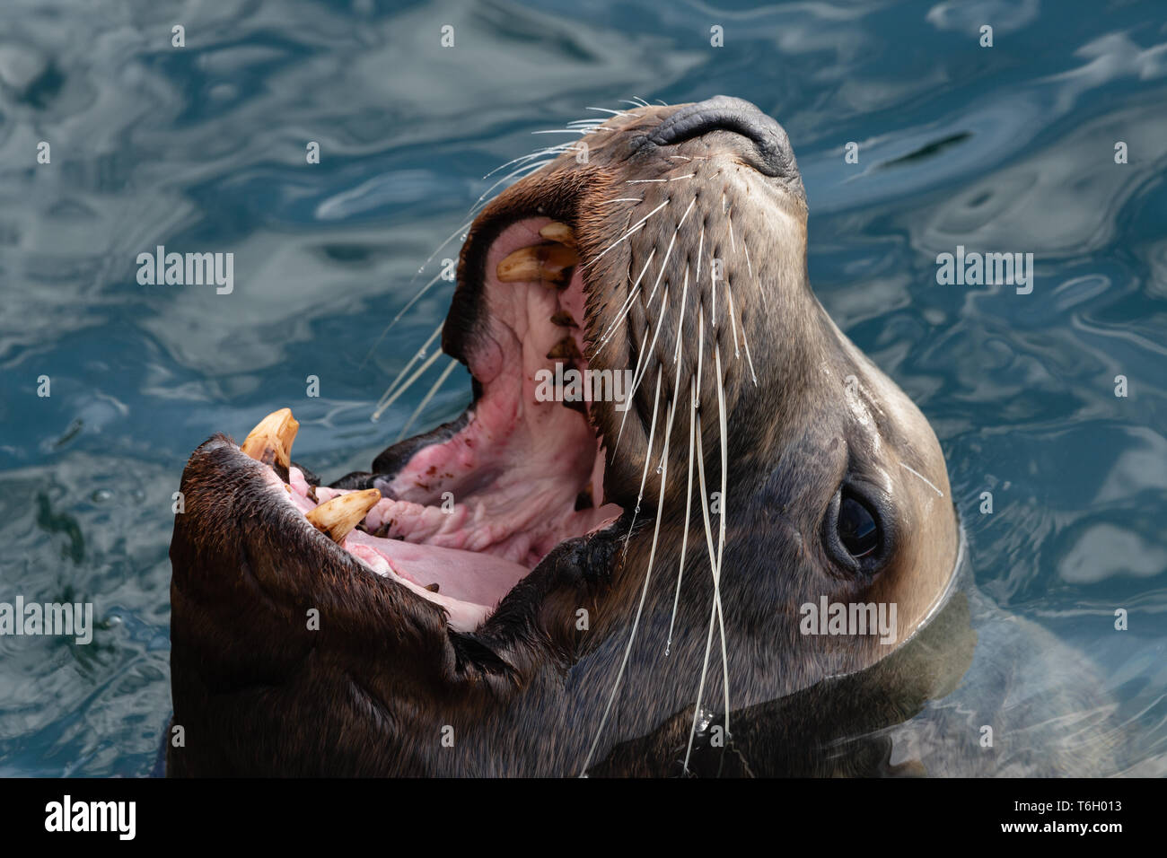 Closeup retrato de Steller leones salvajes con amplia boca abierta y dientes colmillos nadar en agua fría del Océano Pacífico Foto de stock