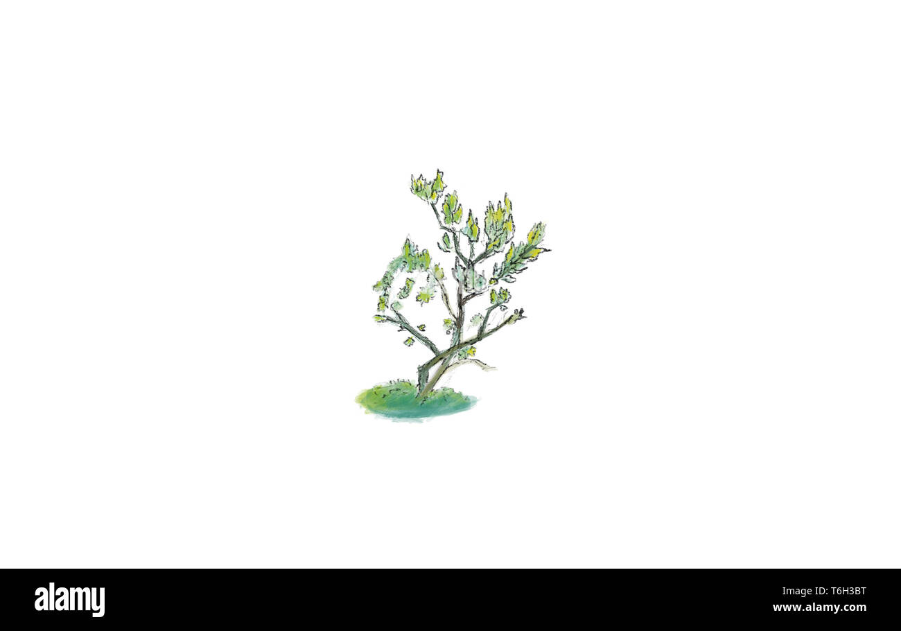 Color de arte poco dibujo ilustración de árbol.Árbol con fondo blanco aislado.La pintura de hierbas con hierba Foto de stock
