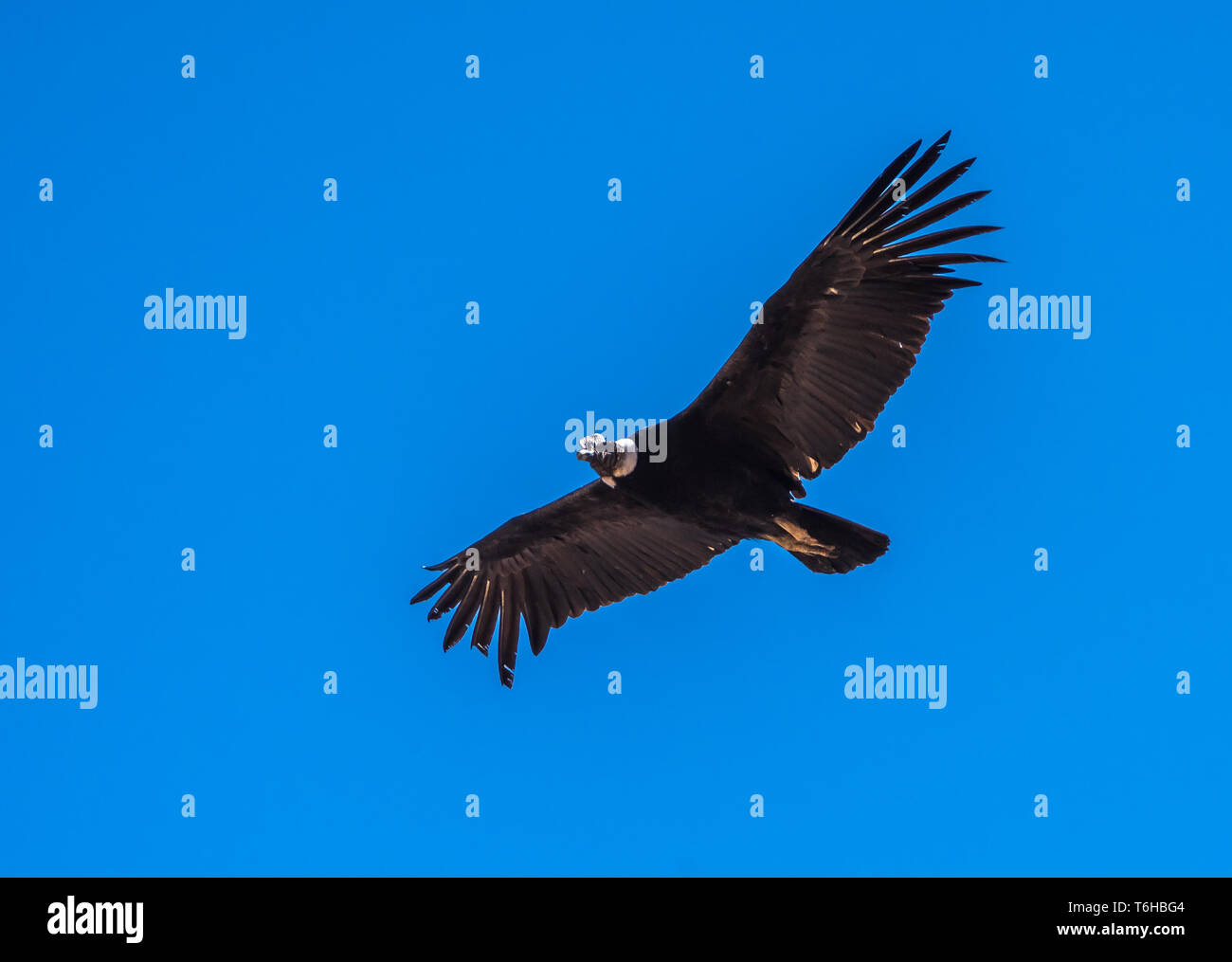 Ave nacional del peru fotografías e imágenes de alta resolución Alamy