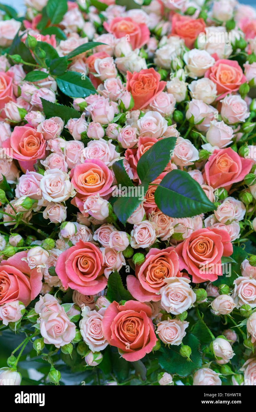 Hermosos frescos rojos y rosas rosas bello ramo de rosas. foto vertical  Fotografía de stock - Alamy