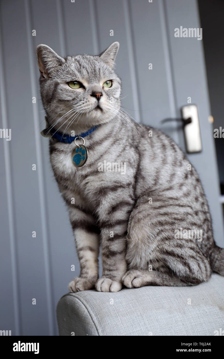 Pic muestra: Wilson, un British Shorthair Silver pedigrí gato pic por Gavin  Rodgers/Pixel8000 Fotografía de stock - Alamy