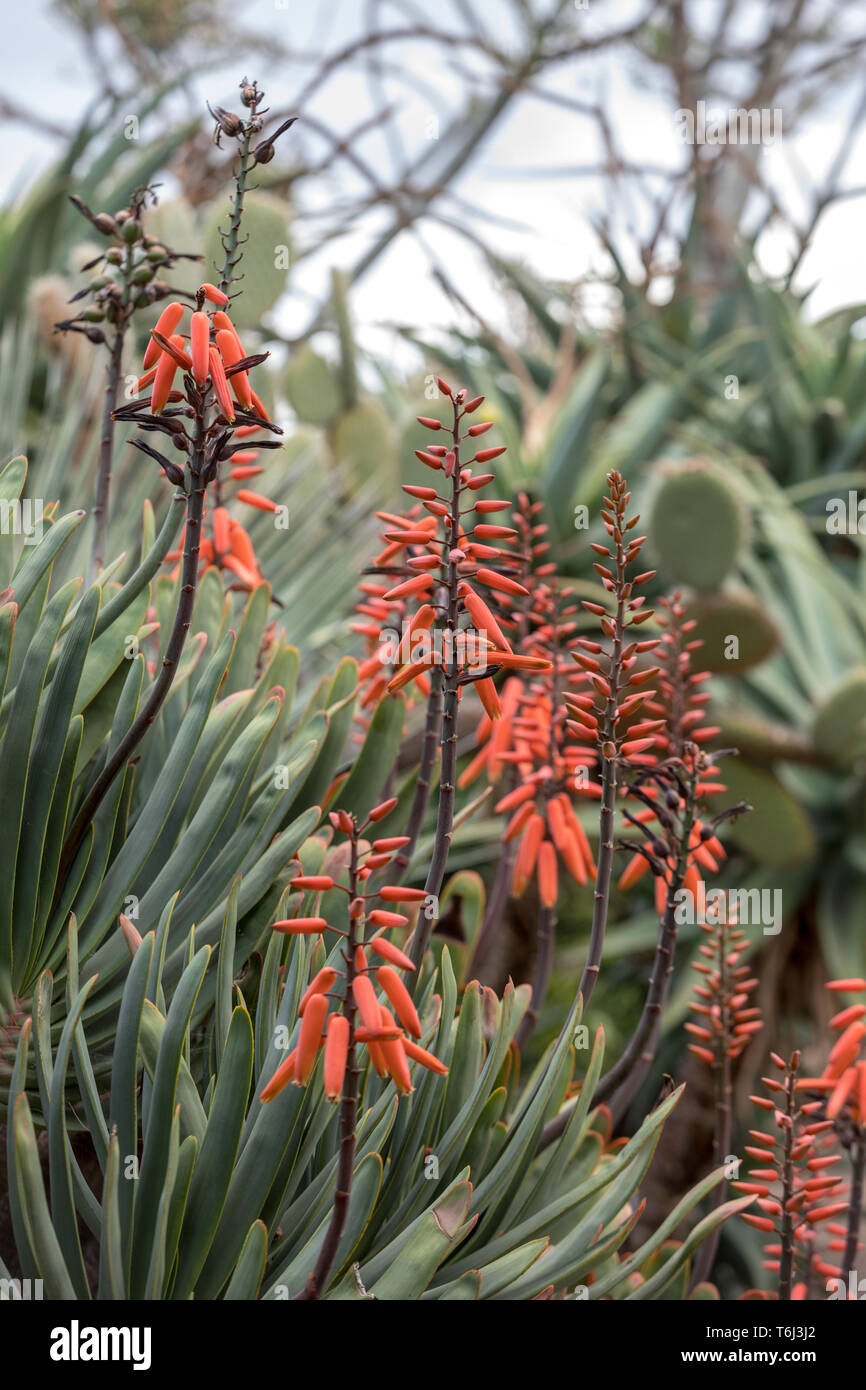 Planta de Aloe en flor. Espectaculares altos picos de flores tubulares de color naranja brillante de un Aloe las especies suculentas en flor son decorativas y duraderos Fotografía de stock - Alamy Planta de Aloe en flor. Espectaculares altos picos de flores tubulares de color naranja brillante de un Aloe las especies suculentas en flor son decorativas y duraderos Fotografía de stock - Alamy
