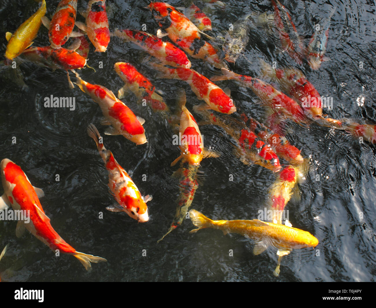 Varias carpas moviéndose en un estanque poco profundo al aire libre. Oro y rojo y blanco carpas koi. Tokio, Japón Foto de stock