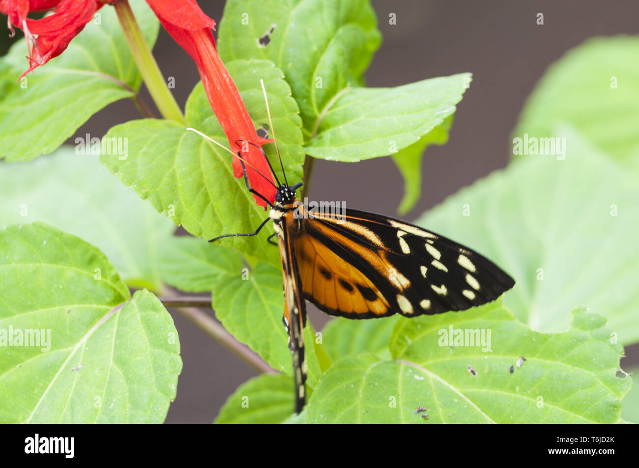 Mariposa, Lepidoptera, pasión, mariposas Heliconius Foto de stock