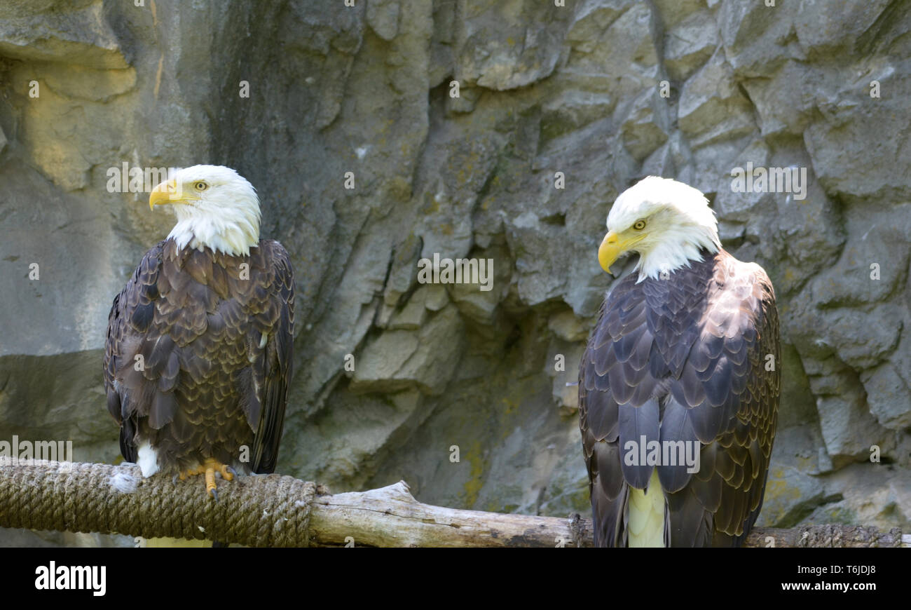 Par águilas fotografías e imágenes de alta resolución - Página 7 - Alamy