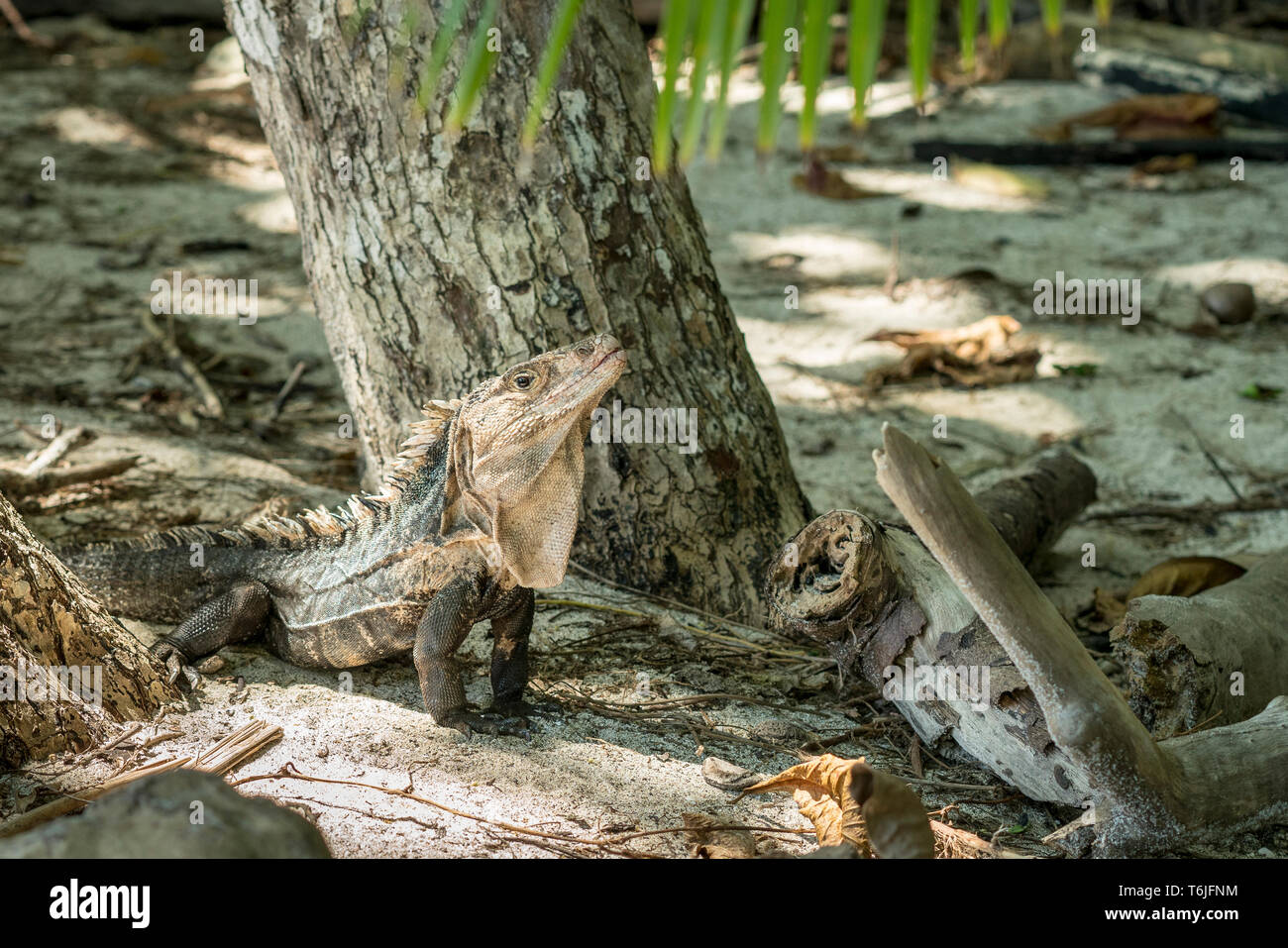 Ctenosaur negra en el Parque Nacional Manuel Antonio, Costa Rica Foto de stock