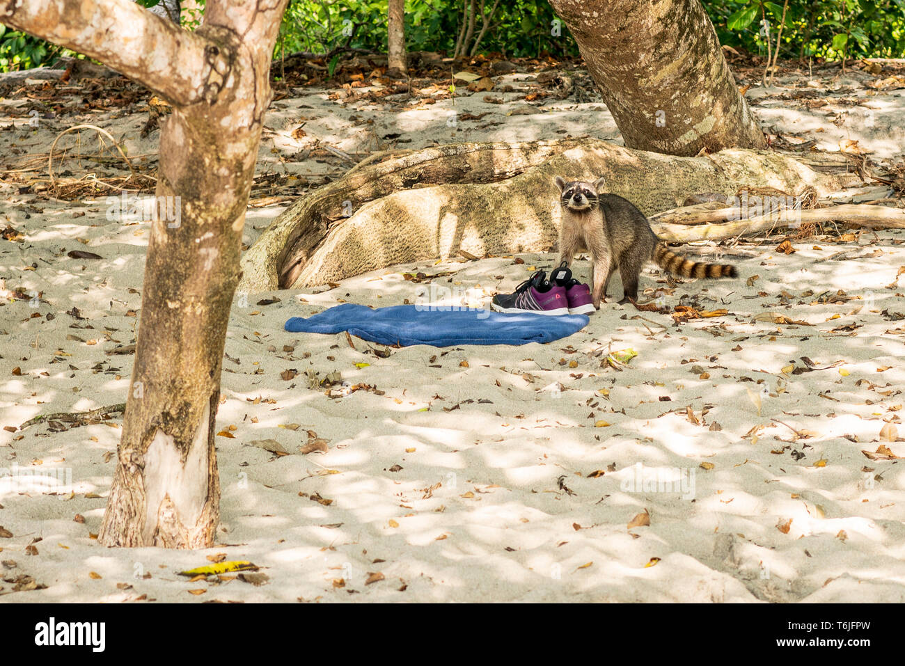 Norte de mapache buscando algo para robar en la playa en el Parque Nacional Manuel Antonio, Costa Rica Foto de stock