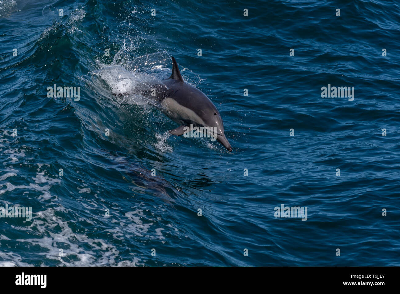 Larga picuda delfines comunes (Delphinus capensis) frente a la costa de Baja California, México. Foto de stock