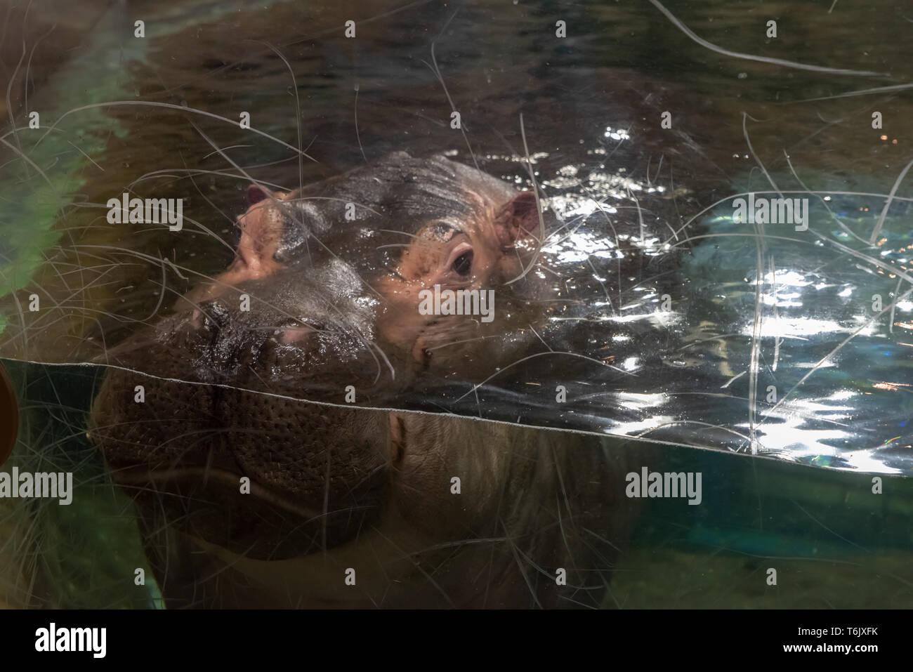 Un hipopótamo en el zoo de Asahiyama en Hokkaido Foto de stock