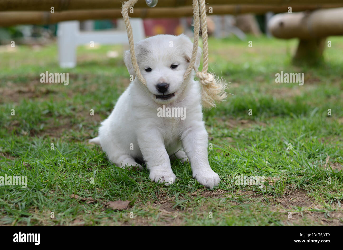Cachorro blanco fotografías e imágenes de alta resolución - Alamy