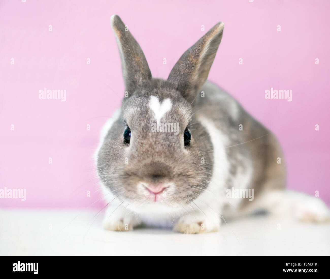 Un lindo conejo enano blanco y marrón con forma de corazón sobre su cabeza Foto de stock