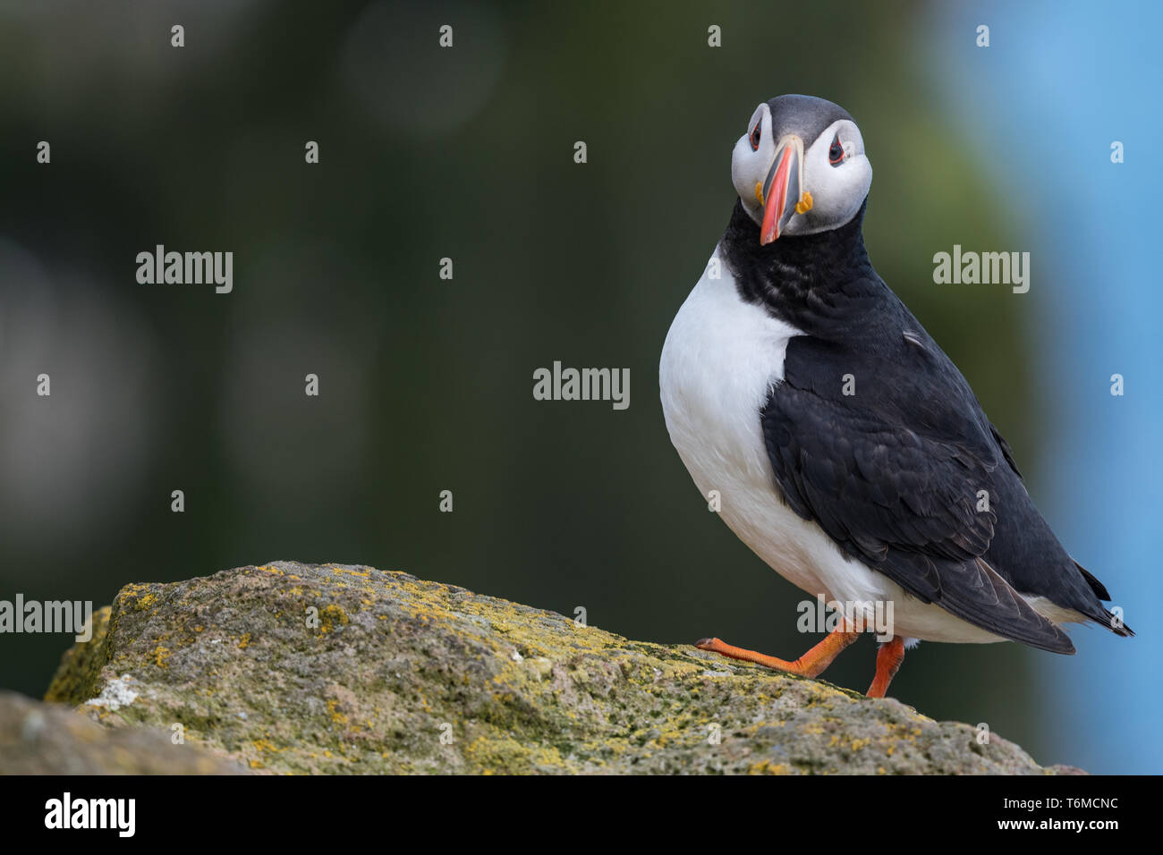 Atlántico, frailecillos Fratercula arctica, el norte de Europa Foto de stock