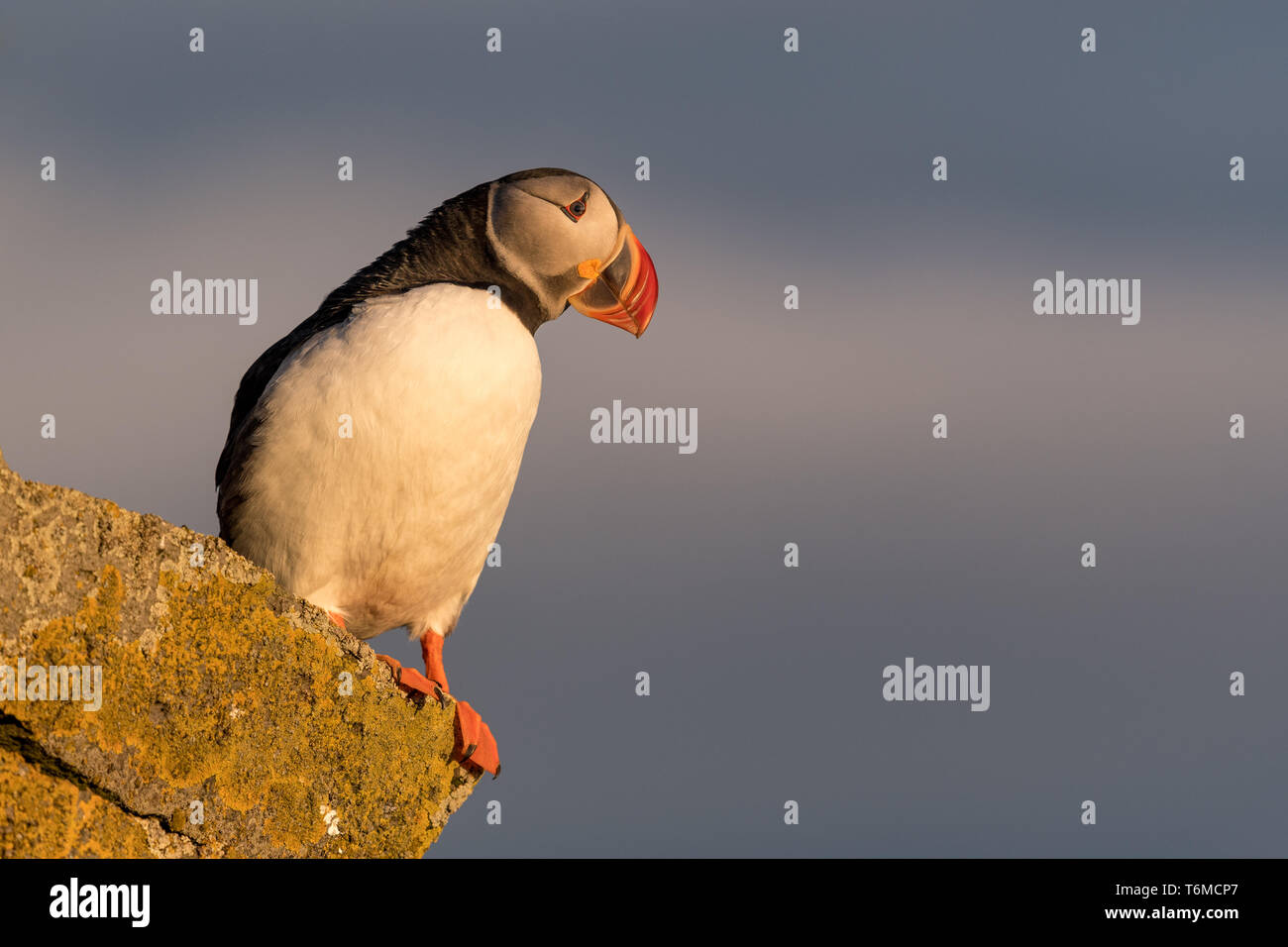 Atlántico, frailecillos Fratercula arctica, el norte de Europa Foto de stock