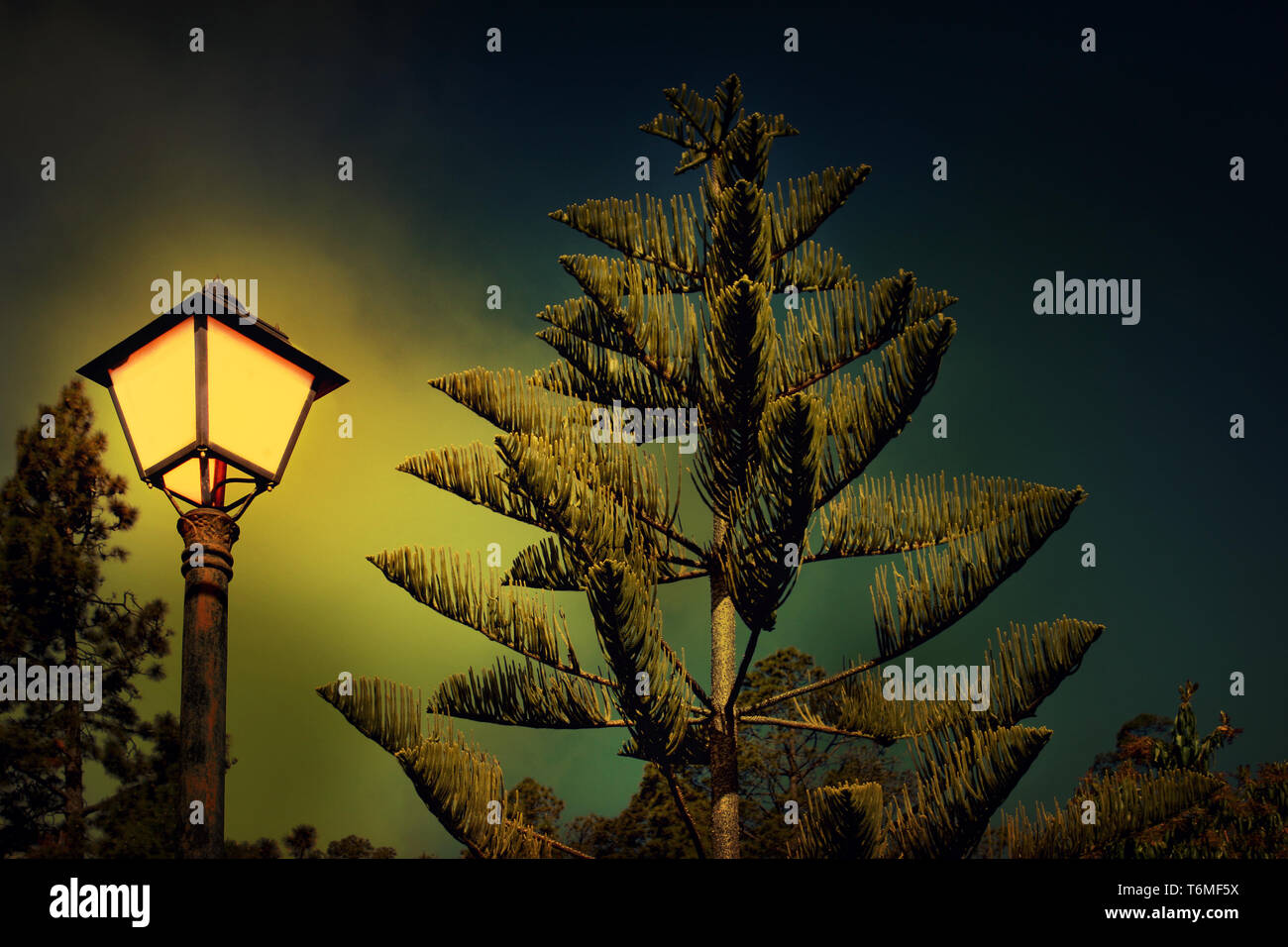Detalle de un pino y la lámpara de la calle por la noche Foto de stock