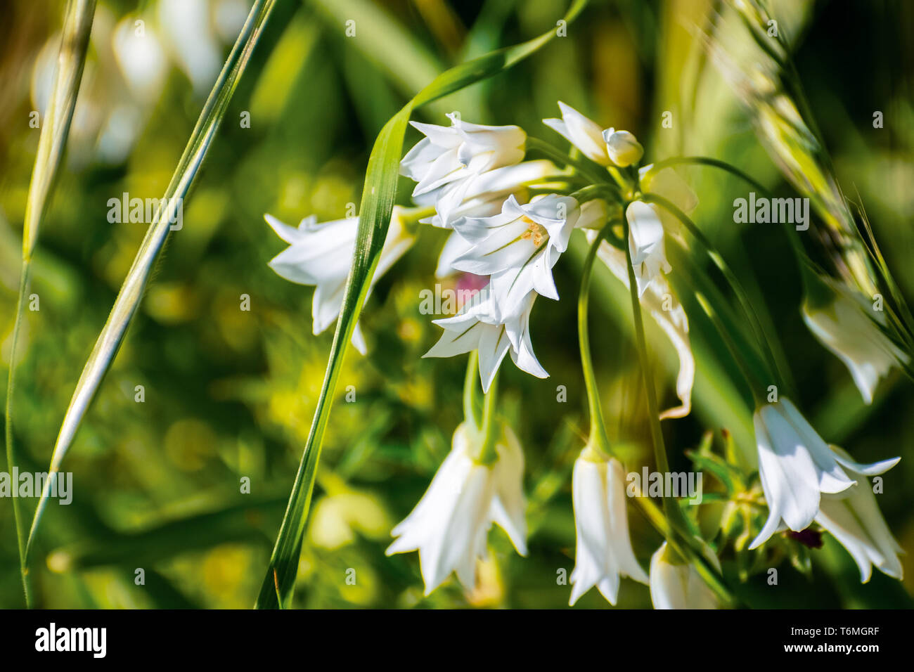 Cerca de maleza de cebolla (Allium triquetrum) wildflower, nativo de la cuenca del Mediterráneo; no nativo en California Foto de stock