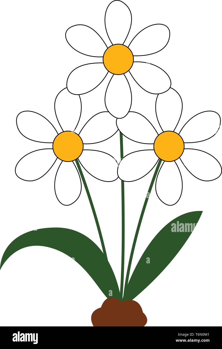 Un Hermoso racimo de flores de margaritas en color blanco con hojas verdes  color de dibujo o ilustración vectorial Imagen Vector de stock - Alamy