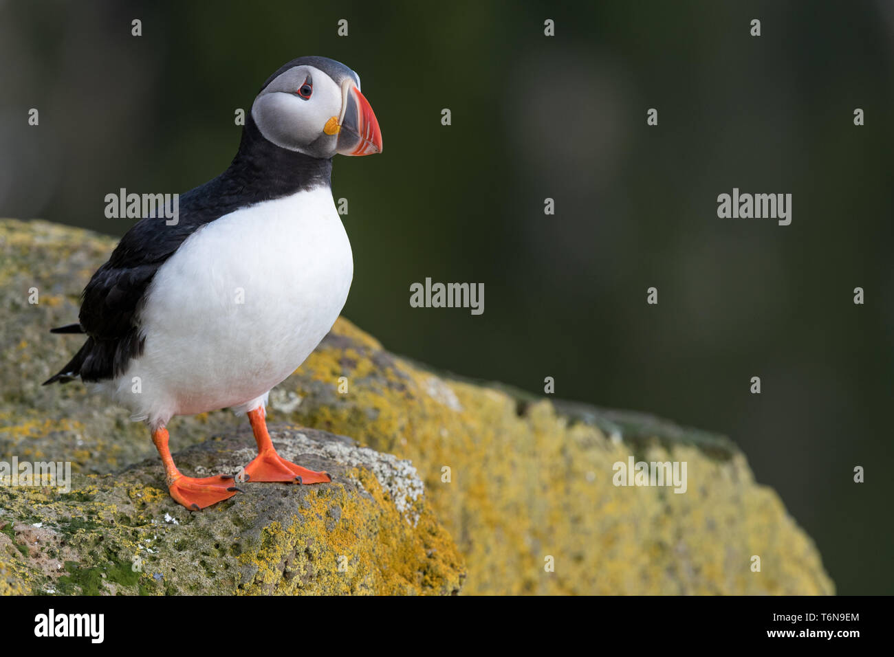 Atlántico, frailecillos Fratercula arctica, el norte de Europa Foto de stock