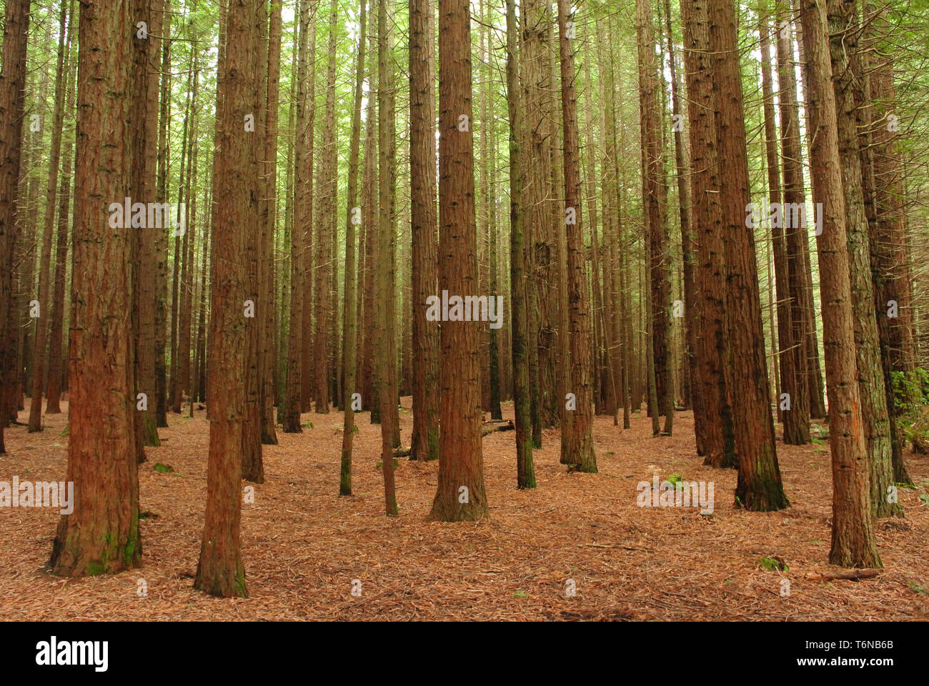Un gran angular de los árboles en el bosque de madera roja en Nueva Zelanda Foto de stock