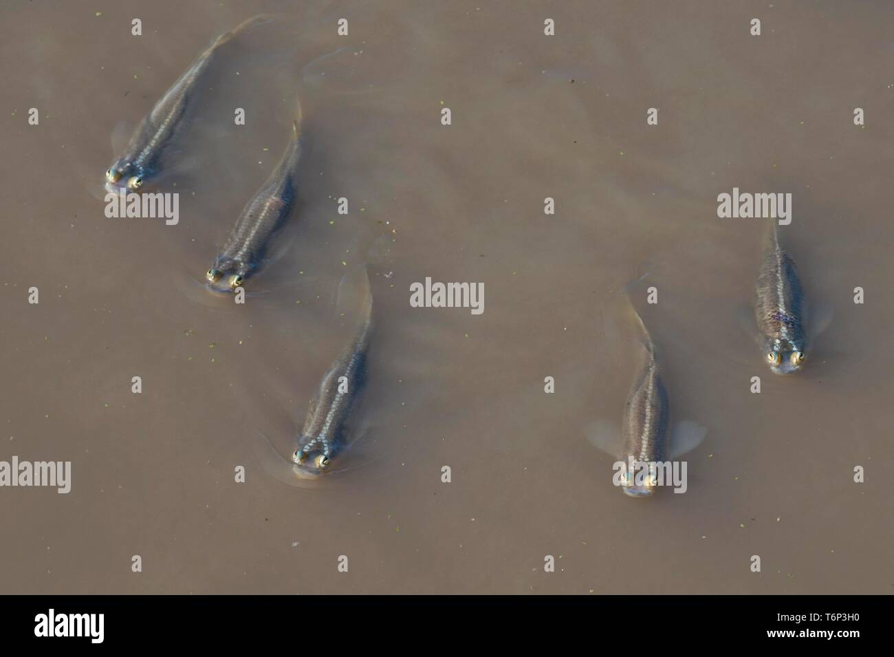 Peces de cuatro ojos (Anableps) nadando en el río Surinam, Paramaribo, Suriname Foto de stock
