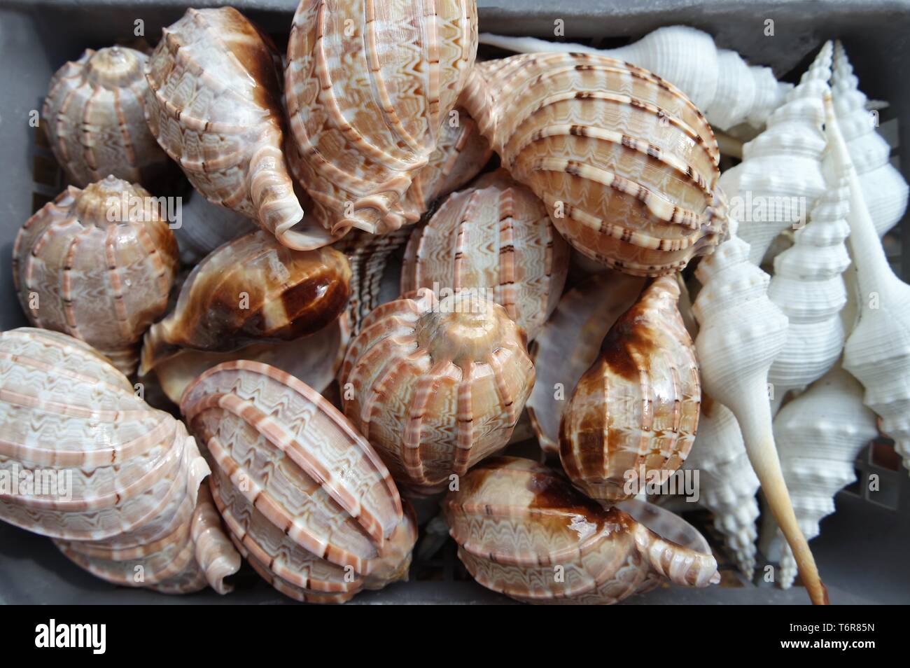 conchas marinas Foto de stock