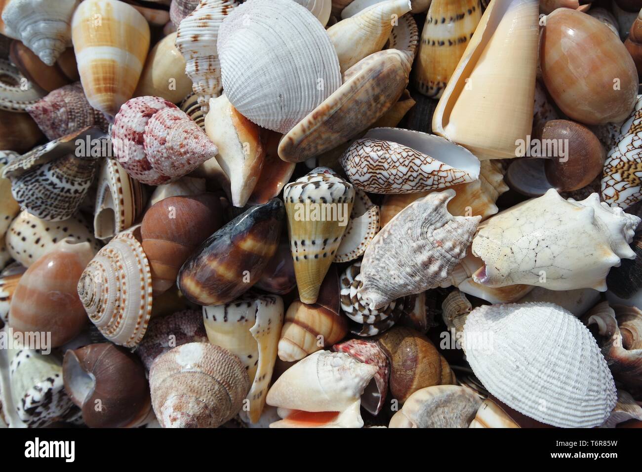 conchas marinas Foto de stock