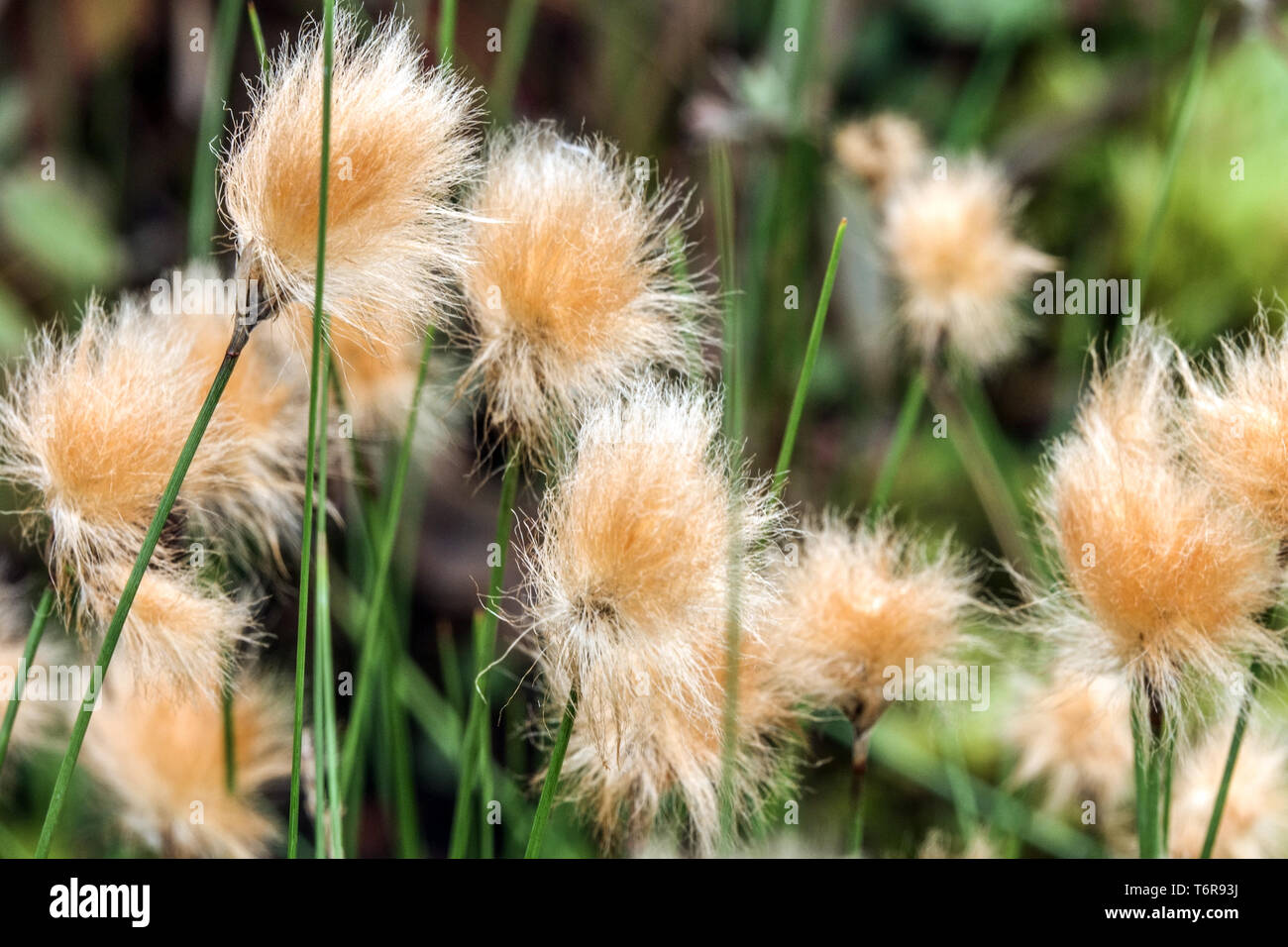 Chamisso's cottongrass, eriophorum chamissonis turba flores Foto de stock