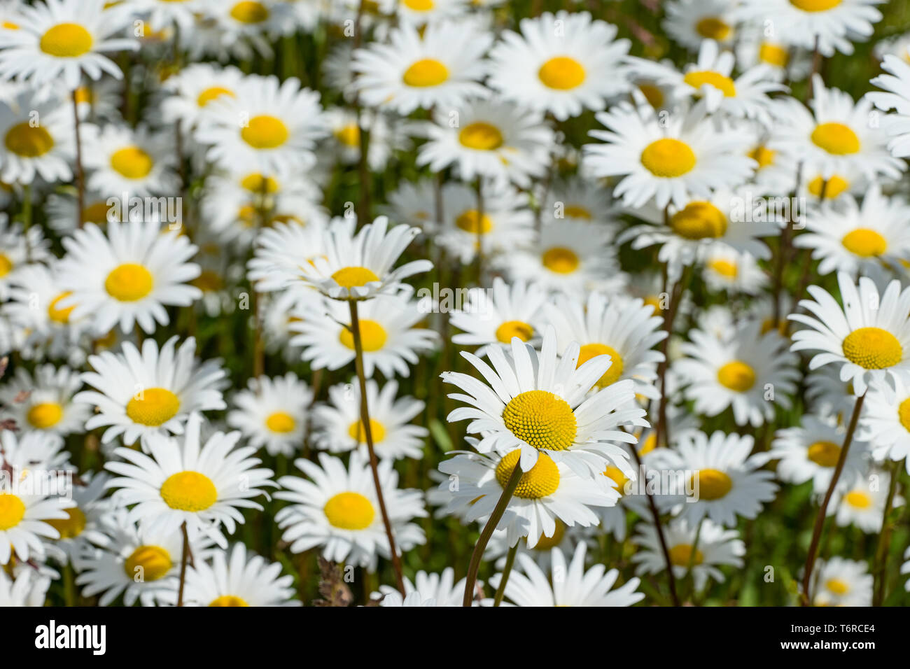 Flor de manzanilla de maíz. Bloom Mayweed. Las flores blancas en el entorno  natural. Inodoros de flor de manzanilla. Anthemis arvensis, Asteraceae  famil Fotografía de stock - Alamy