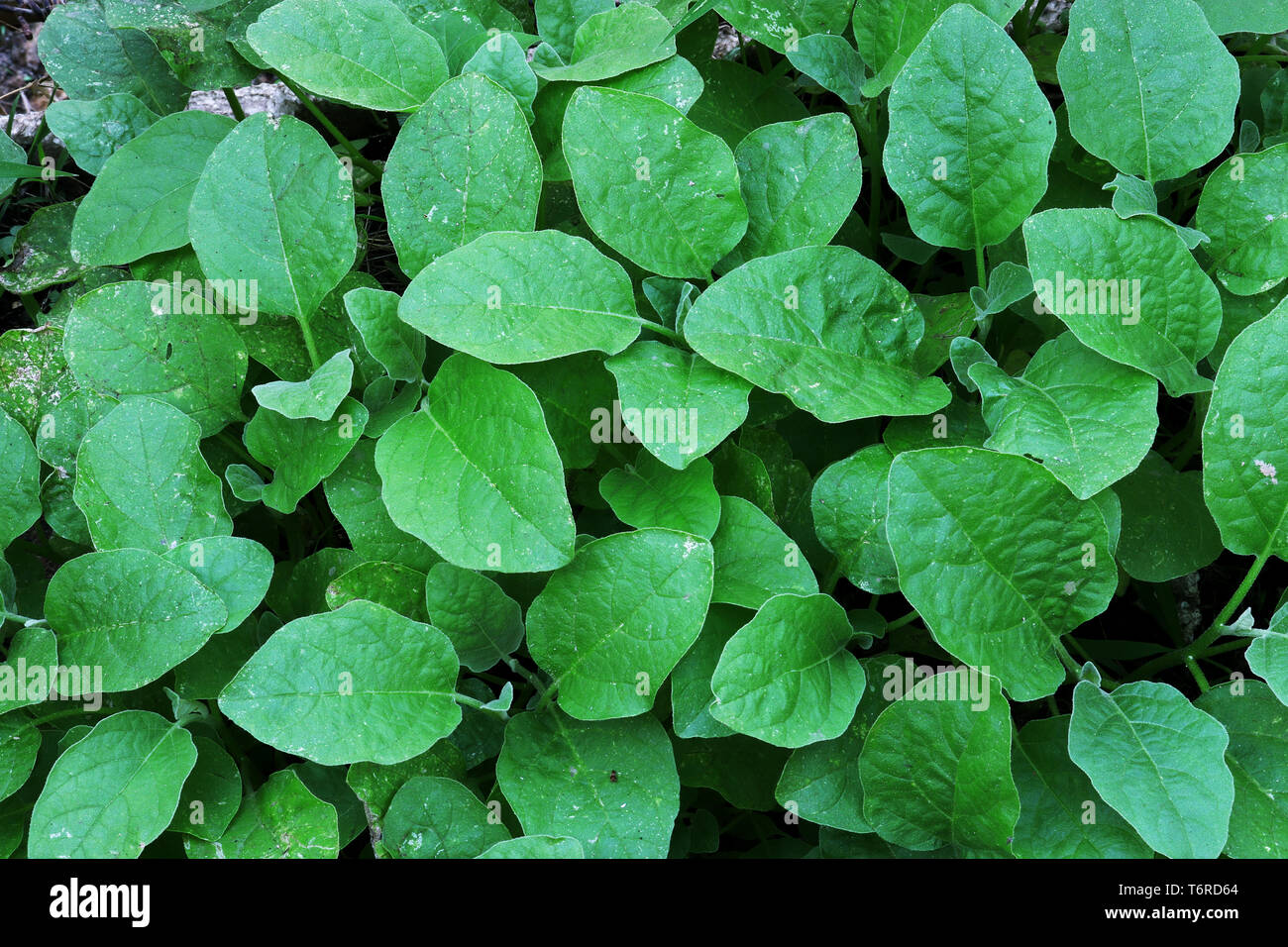 Berenjena hojas, pequeñas hojas verdes, imagen de fondo. Galería de imágenes de alta resolución. Foto de stock