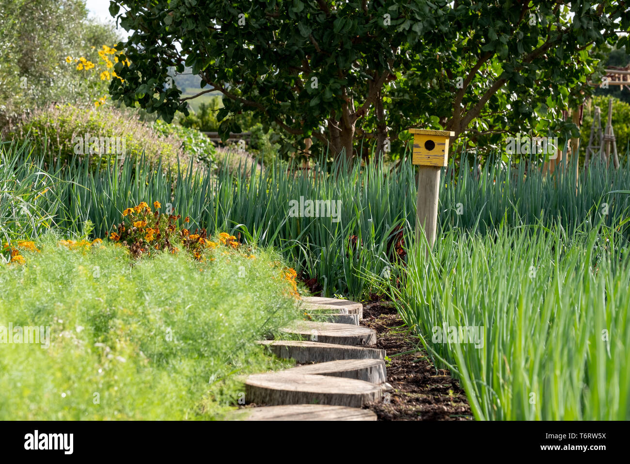 Tranquilo, bien abastecido, jardín, con una gran variedad de plantas y un pájaro amarillo de la casa al final de la ruta. Foto de stock