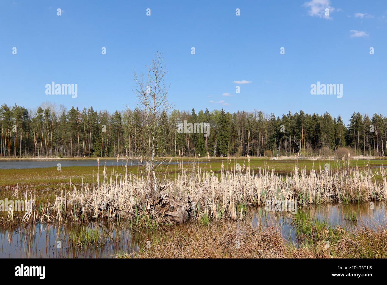 País pacífico scene - estanque en el bosque, región de Pilsen, Kokot, República Checa Foto de stock