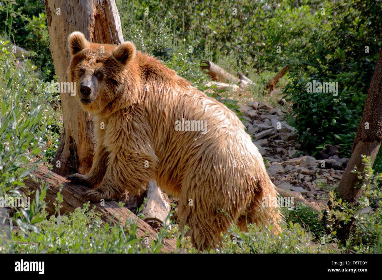 Oso Marrón Sirio - Ursus arctos syriacus, una pequeña subespecie del oso pardo. Foto de stock