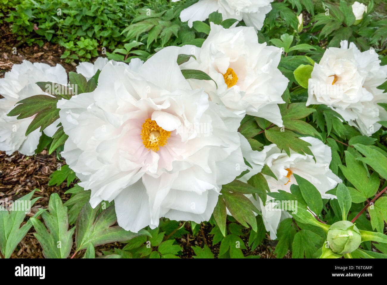 Planta de jardín de peonía de flor blanca fotografías e imágenes de alta  resolución - Alamy