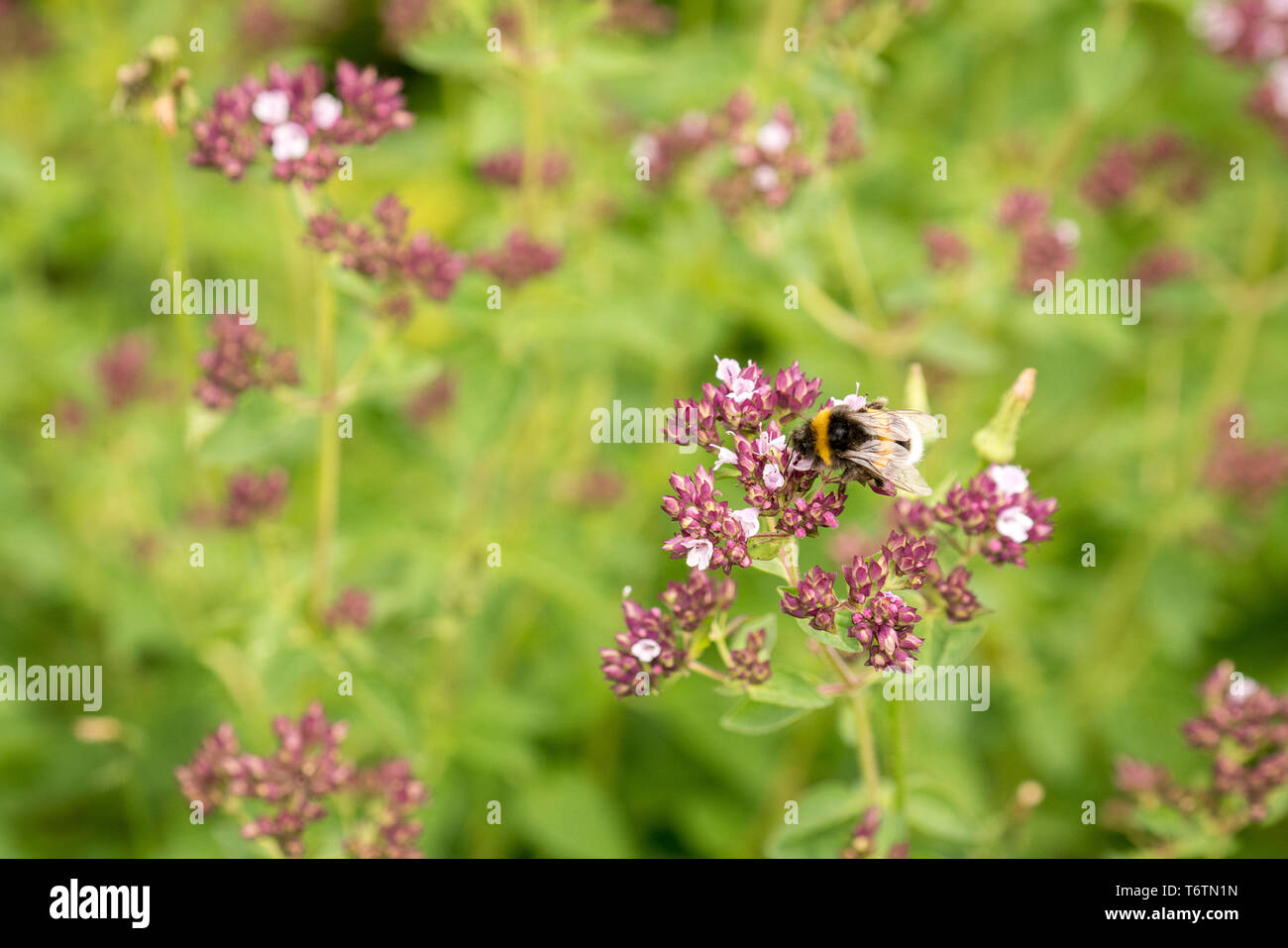 Bumblebee sobre una flor en una pradera natural Foto de stock