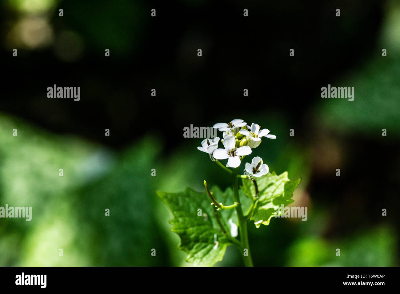 Las flores de un gato-por-la-hedge (Alliaria petiolata) Foto de stock