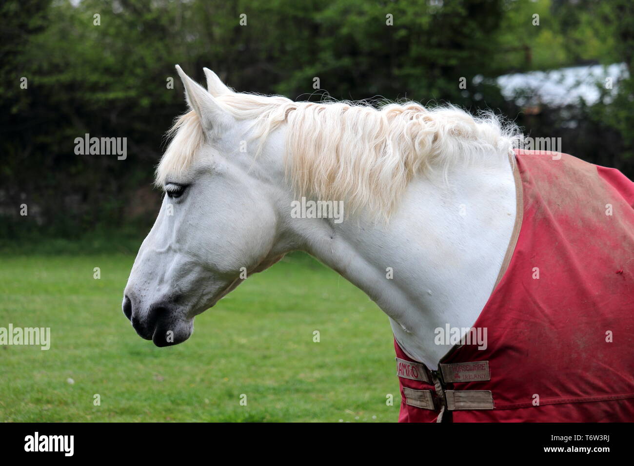 Retrato de caballo. Este caballo blanco es usualmente llamado gris. El caballo, Equus ferus caballus, es una de las dos subespecies existentes de Equus ferus. Foto de stock