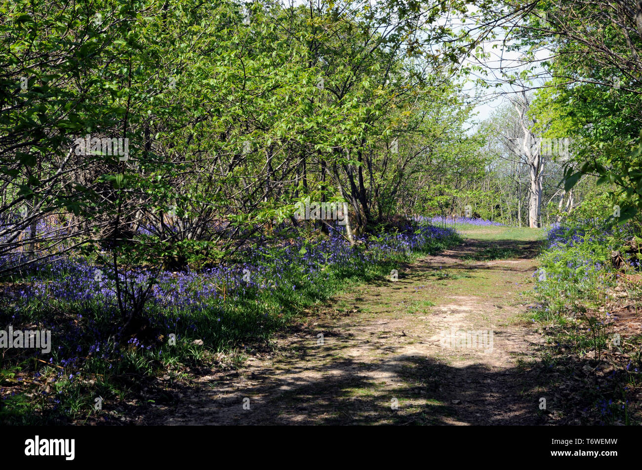 Las campánulas azules floración en primavera en una madera de Sussex. Foto de stock