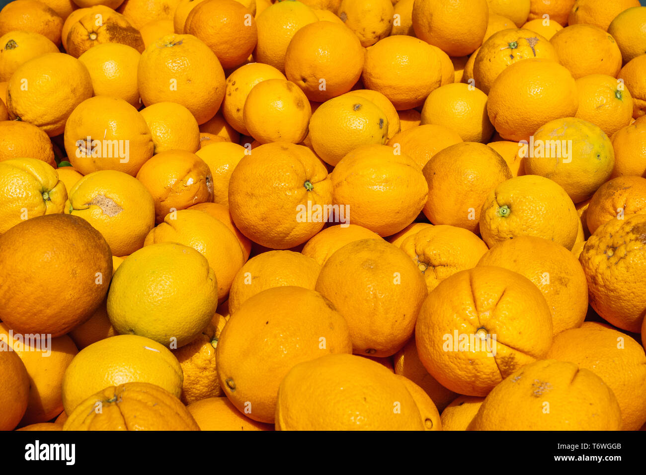 Cosecha de naranja orgánico, San José, al sur de San Francisco Bay Area, California Foto de stock