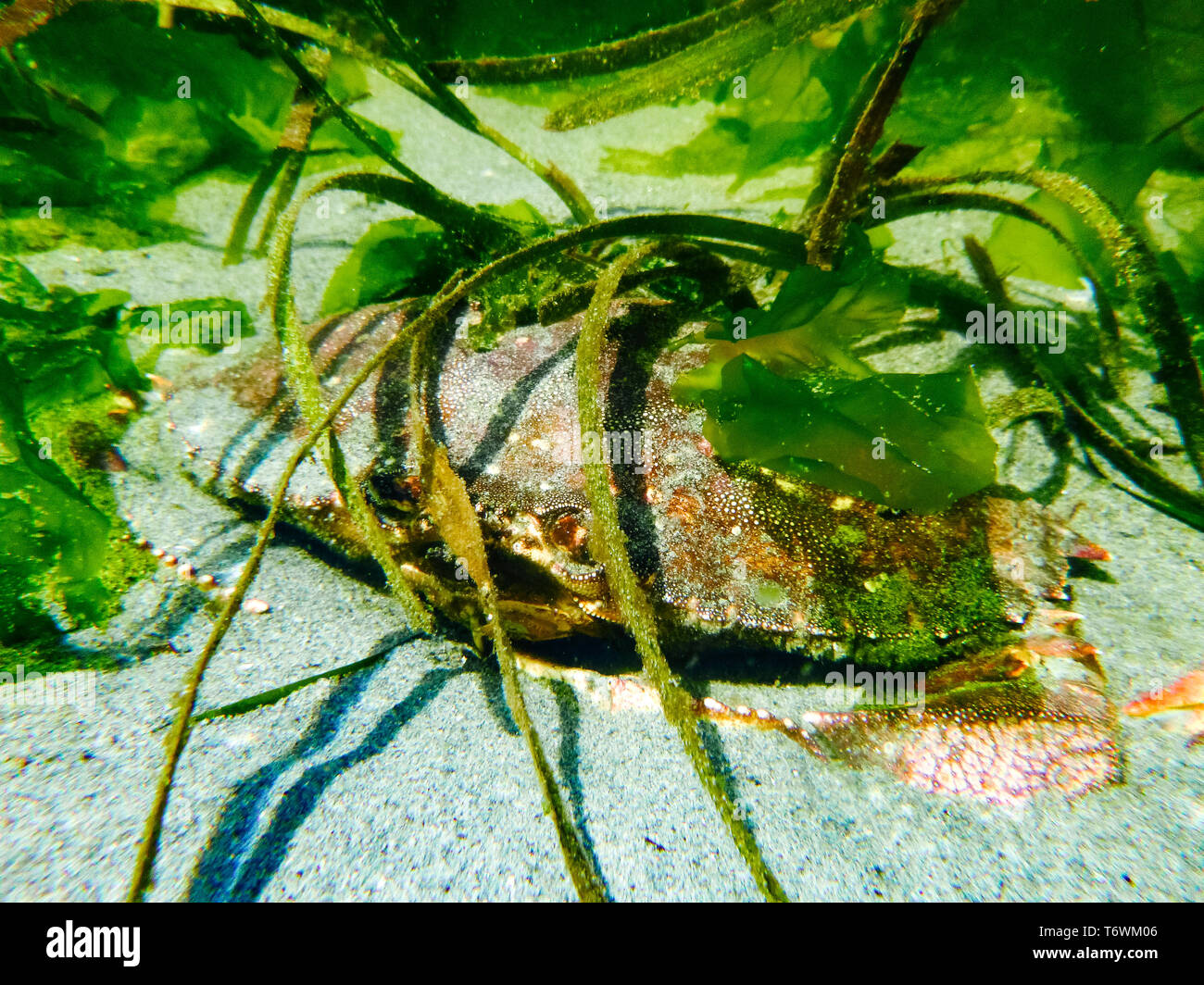 Una roca roja cangrejo escondido debajo de hierba de mar en una piscina de marea Foto de stock