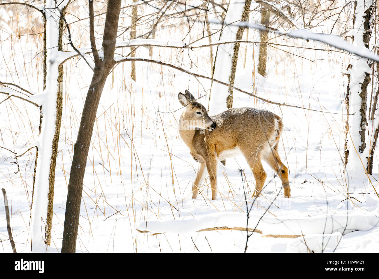 Un venado de cola blanca grooming su abrigo en la nieve. Foto de stock